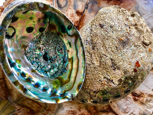ABALONE SHELL - NATURAL - 5-6"